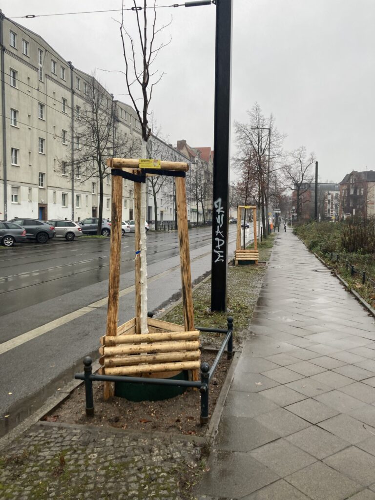 Kaiserlinde für Berlin